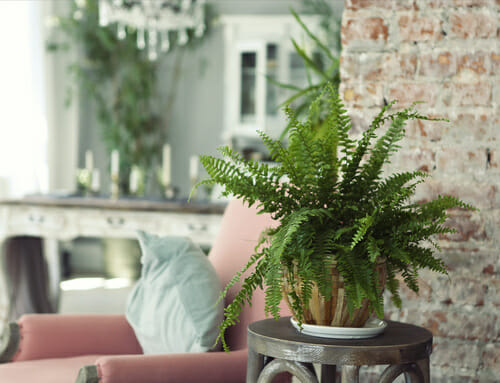 Green plant in contemporary interior Organization clean up sale prep house plants